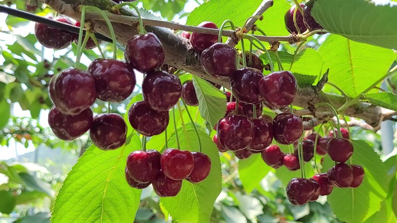 [LIVE]🍒실패없이 체리나무 키우기, 4가지를 명심하라.