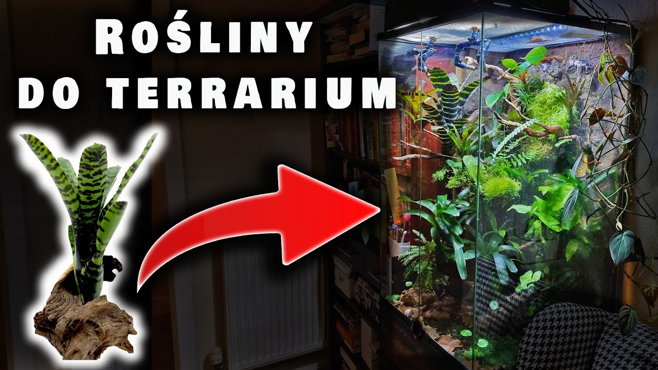 Rośliny Do TERRARIUM Tropikalnego | Vivarium Bioaktywne | Gekon Orzęsiony