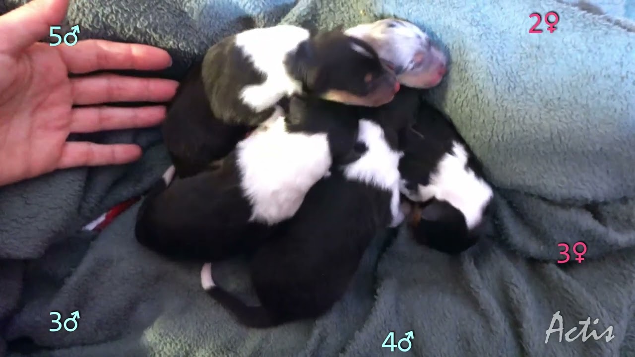 COLLIE rough blue merle and tricolour puppies (Qeenie + Blunio)