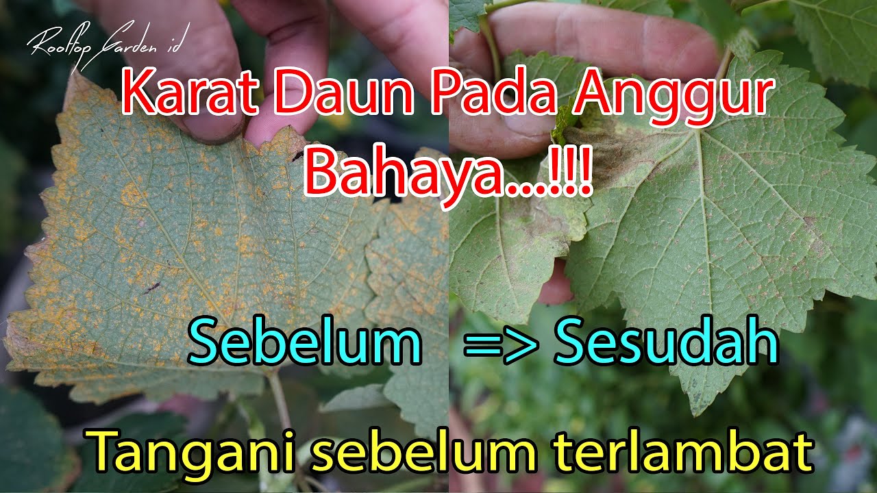 karat daun  dan penanganannya pada pohon anggur