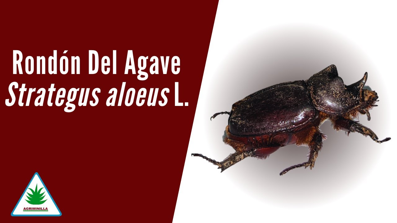 Rondón del agave (Strategus aloeus L.)