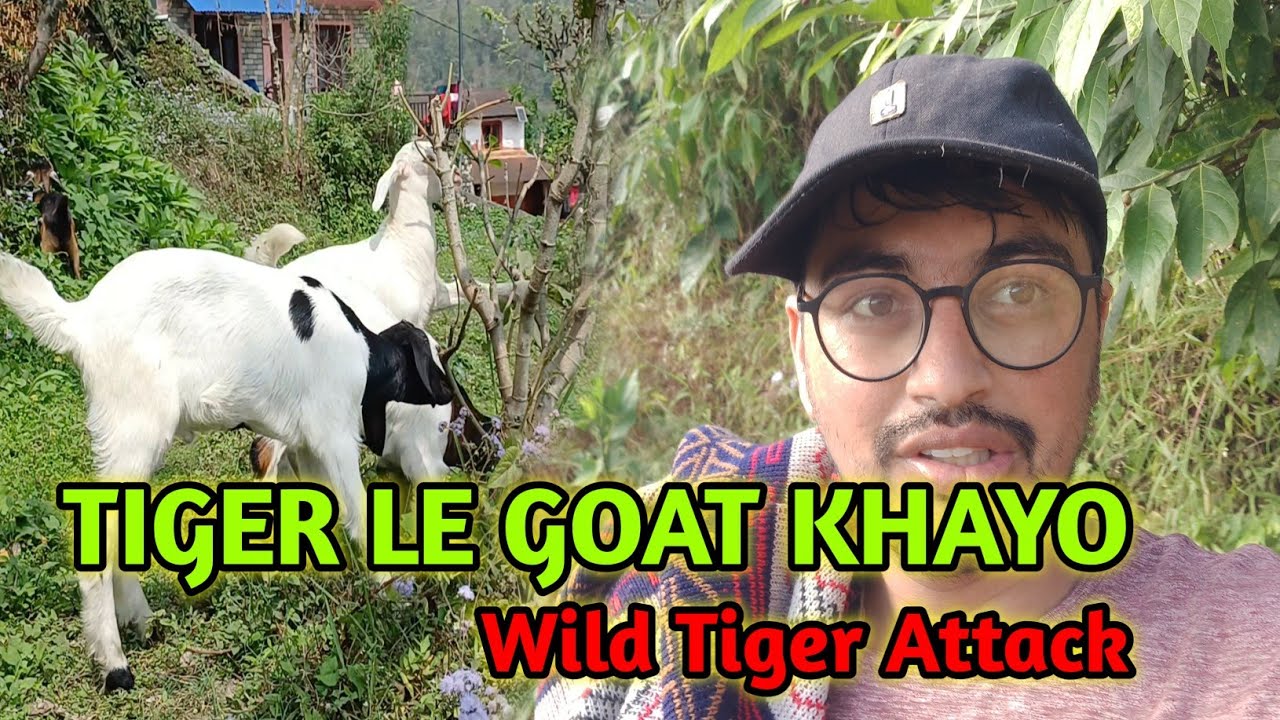 Tiger Le Goat Khayo?! 😱 | Aaja Ko Mitho Wheat Roti 🫓