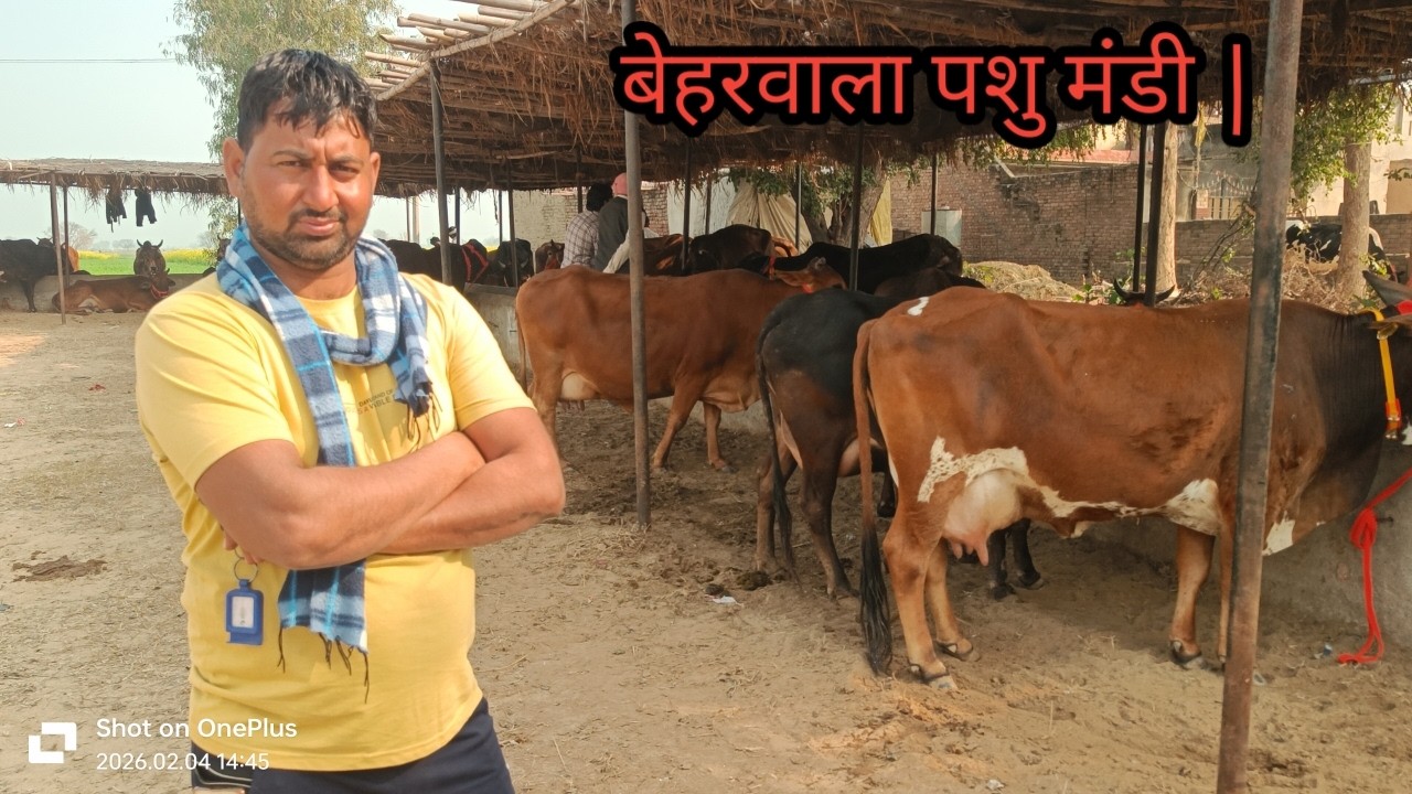 बेहरवाला पशु मंडी से प्रतापगढ़ की cow's for sale || Ram Swaroop ji ki Dairy
