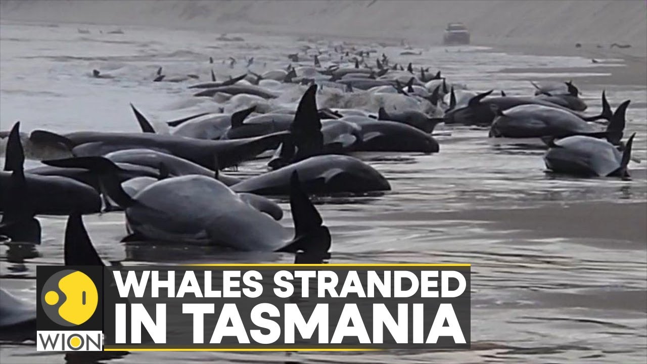 WION Climate Tracker | Pod of 230 pilot whales stranded in Tasmania