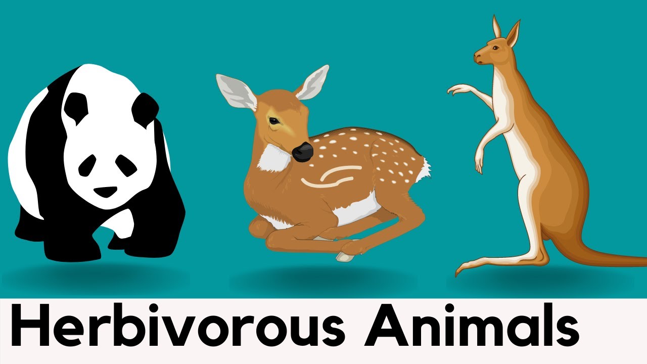30 Herbivorous Animals Names | Easy Spelling Words