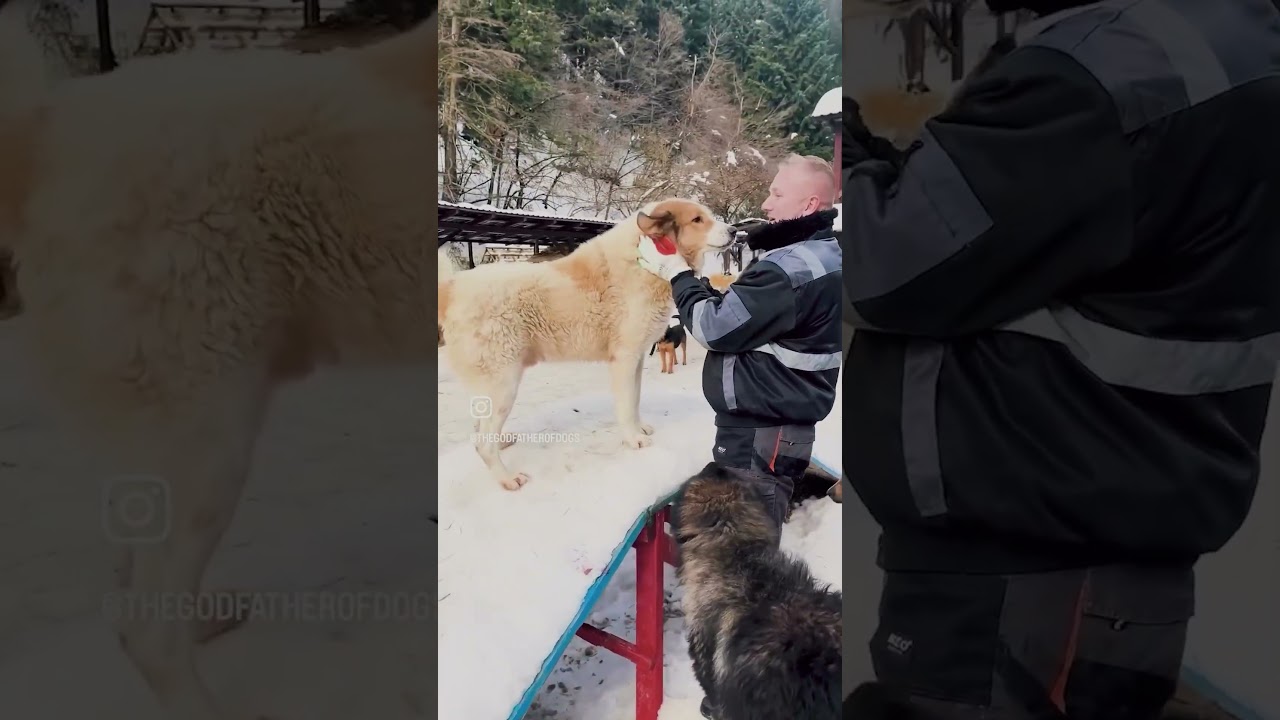 Einblicke aus dem Asyl ❤️&zwj;🩹 #savethedogsbih #rescueddogs #pleasehelp #pleasedonate #streetdogs