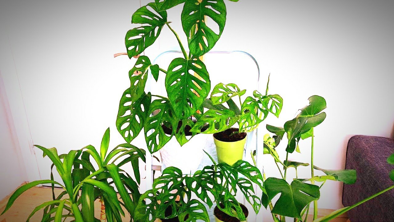 monstera adansonii ( monkey mask ) bakımı