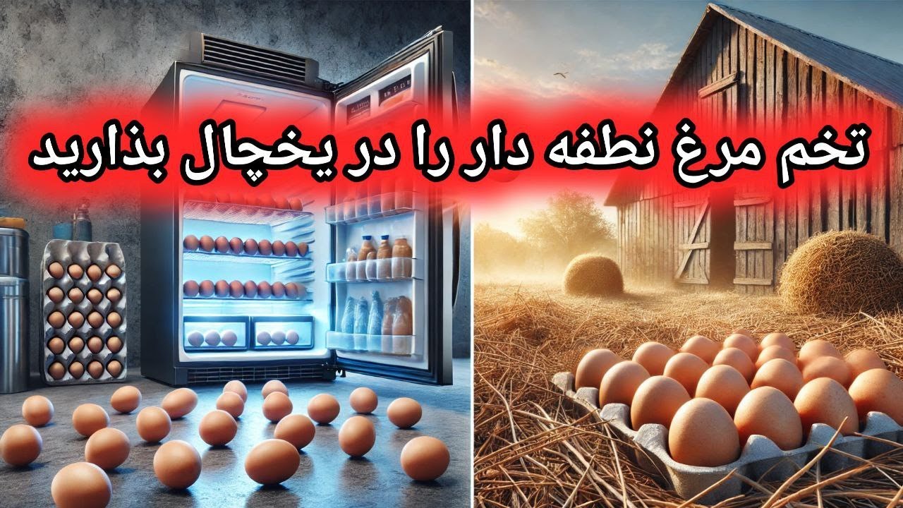 دمای مناسب نگهداری تخم مرغ نطفه دار , تخم مرغ نطفه دار را در یخچال نگهداری کنیم