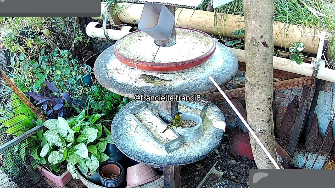 Pardais e Canários brigando pela comida na Casinha 🏡🕊️🐦