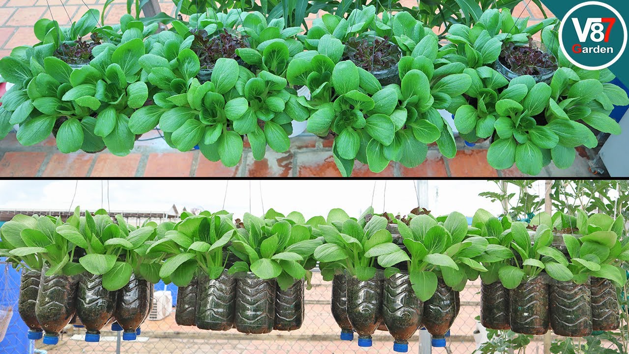 Learn How to Grow Bok Choy in Hanging Bottles at Home Like a Pro