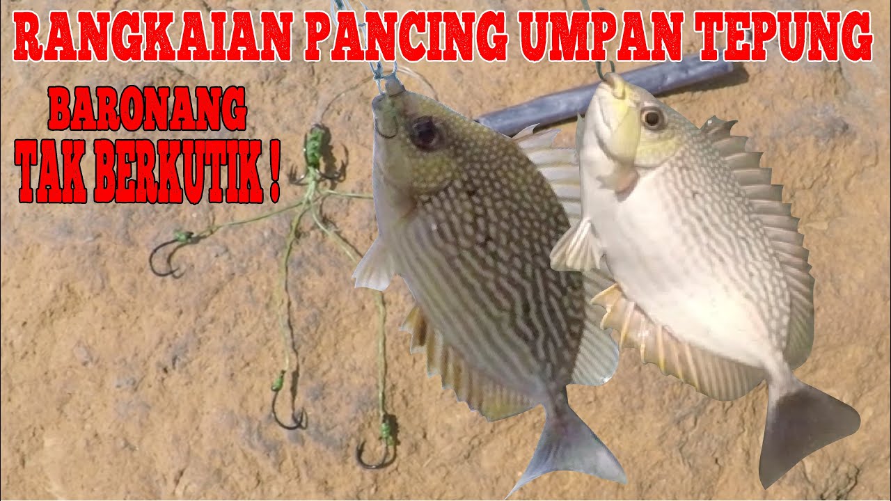 Rangkaian Pancing Baronang Umpan Tepung: Killer ! Rabbitfish Fishing
