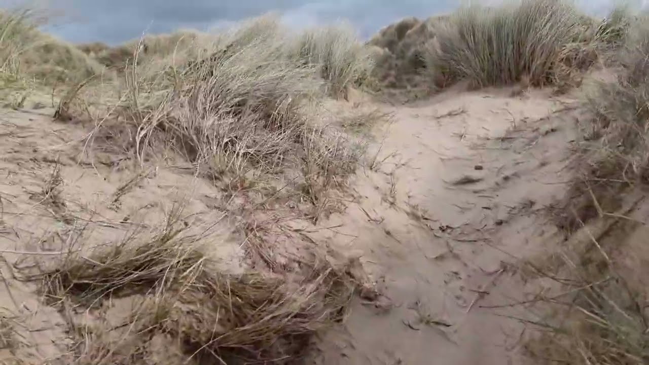 Sand Dune🌍🏜🌊⛱️ Vegetation Succession.  Rhosneigr, Anglesey, Wales. A Level Geography