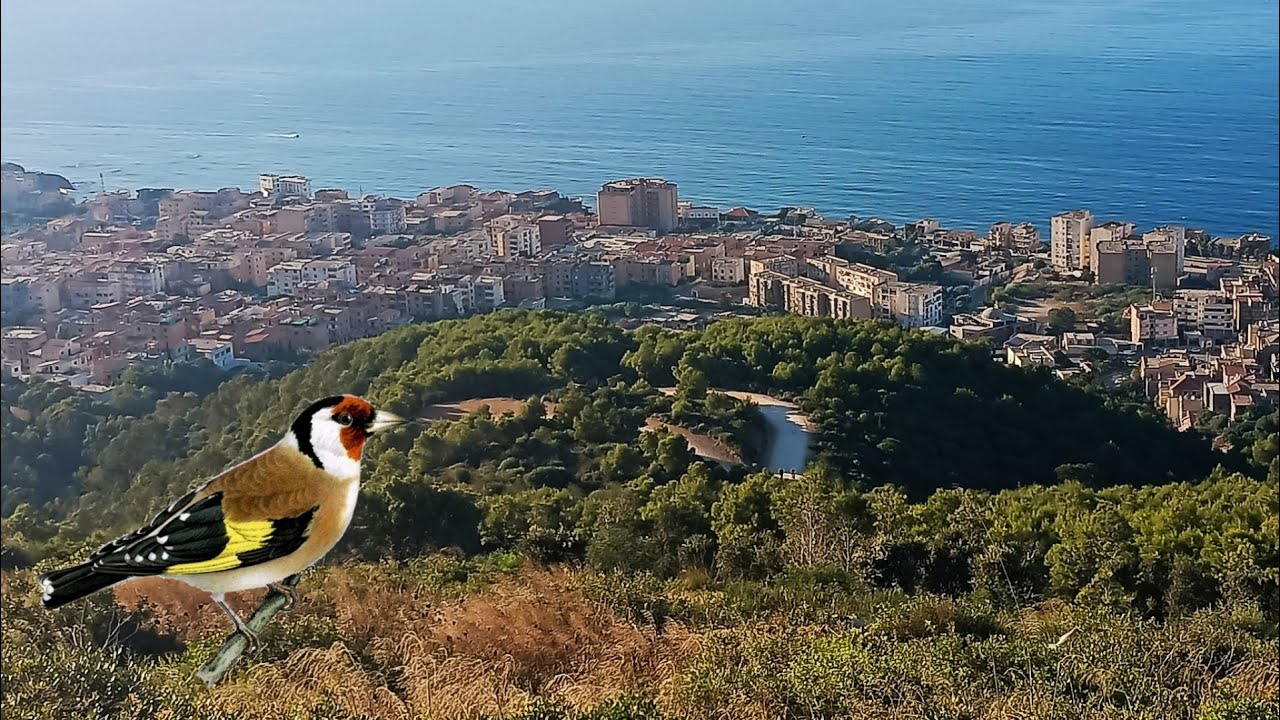 جولة مع غناء الحسون في غابة باينام و  بوزريعة