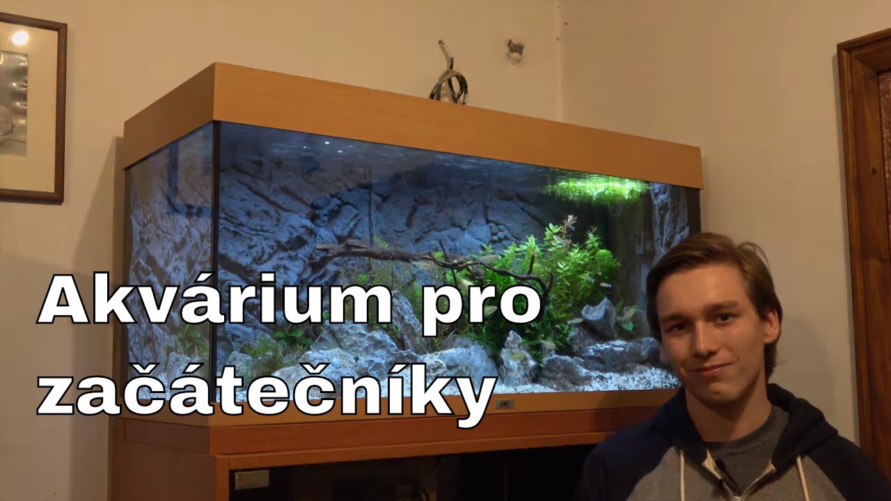 Akvárium pro začátečníky