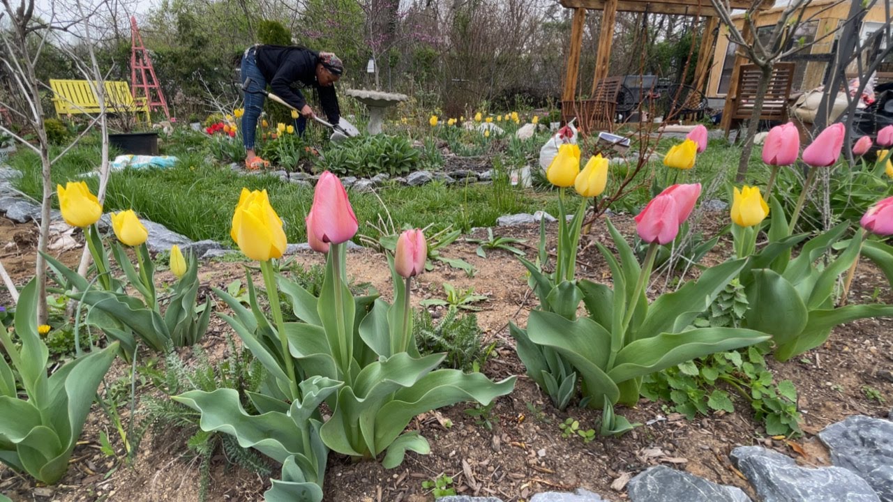 Transplanting Free Plants for a New Garden bed | Garden Addictz
