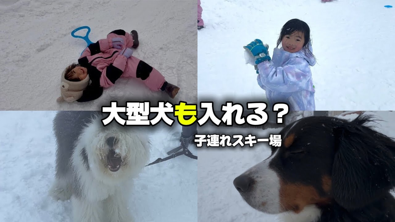 大型犬✖️子連れで大山ホワイトリゾートへ☃️ほのぼの雪遊び