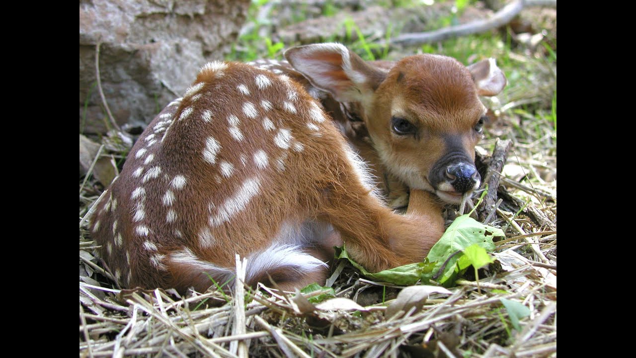 High Knob Community Unbranded
