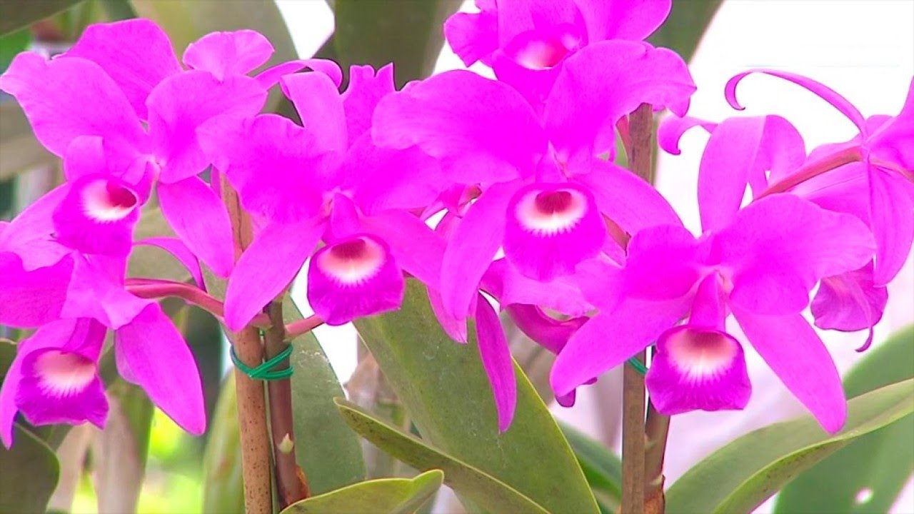 Floración y cuidados de la guaria morada