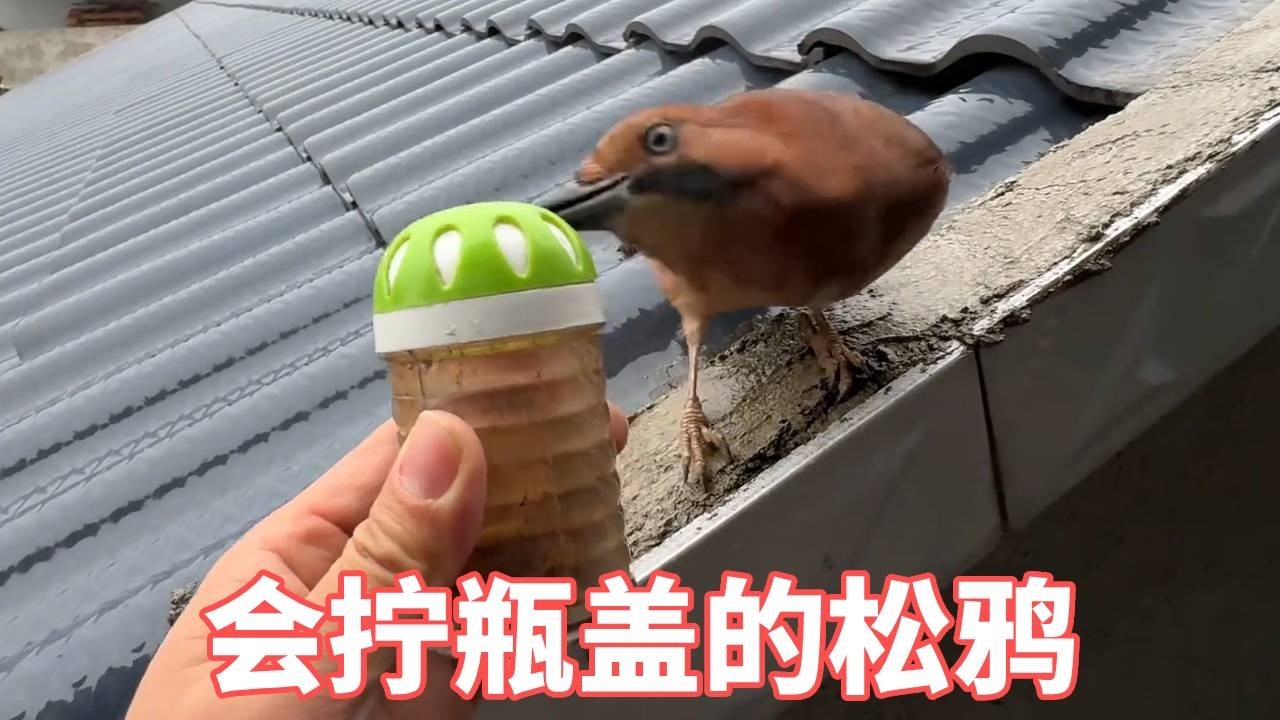 聪明的小鸟，它居然会拧盖子 #万物皆有灵性 #野生动物零距离 #神奇的动物