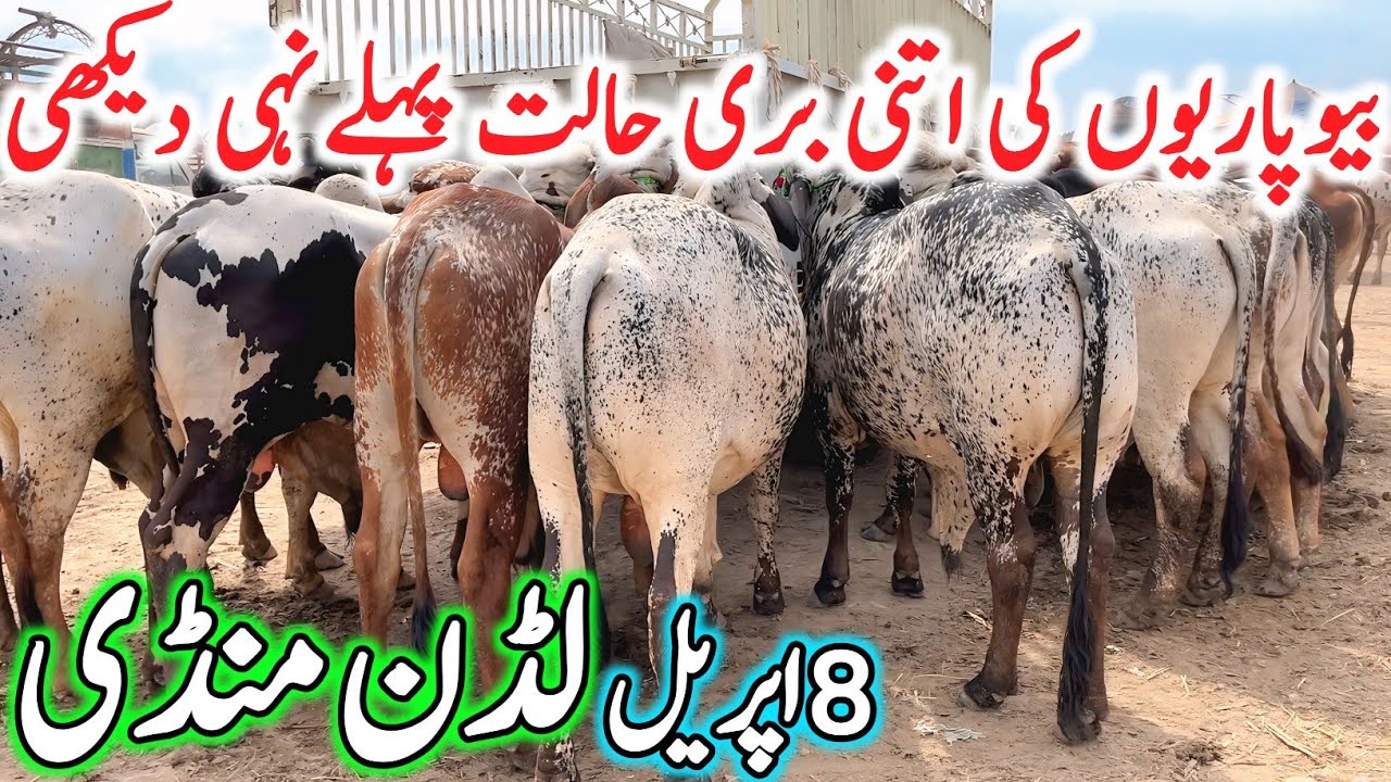 Today Luddan Cow Mandi 2026 Fresh Latest Rates Update | Cholistani Sahiwal Brahman Bachre & Cows 🔥