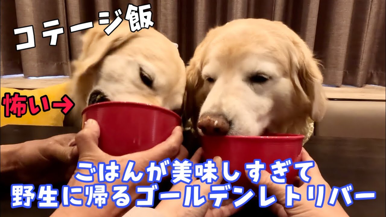 【山中湖】コテージのワンコごはんが美味しすぎて野生に帰るゴールデンレトリバー