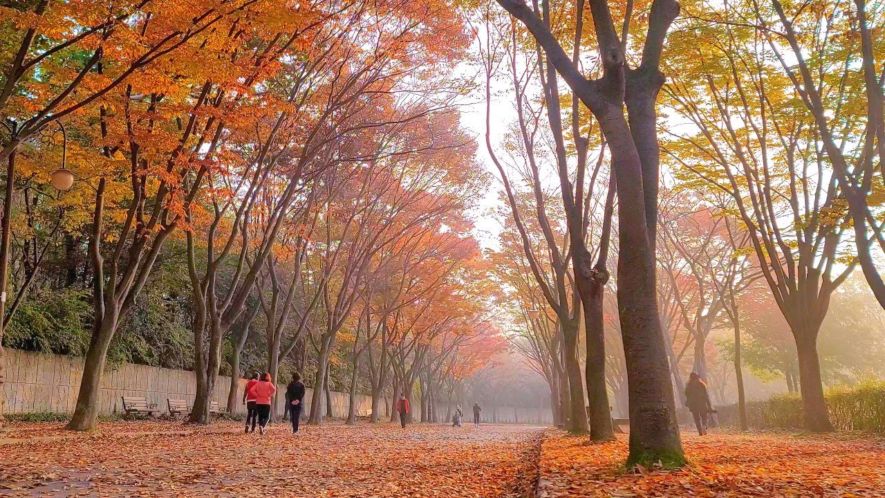 수도권 단풍명소, 인천대공원 l Enjoying the Final Moments of Autumns beauty at Incheon Grand Park