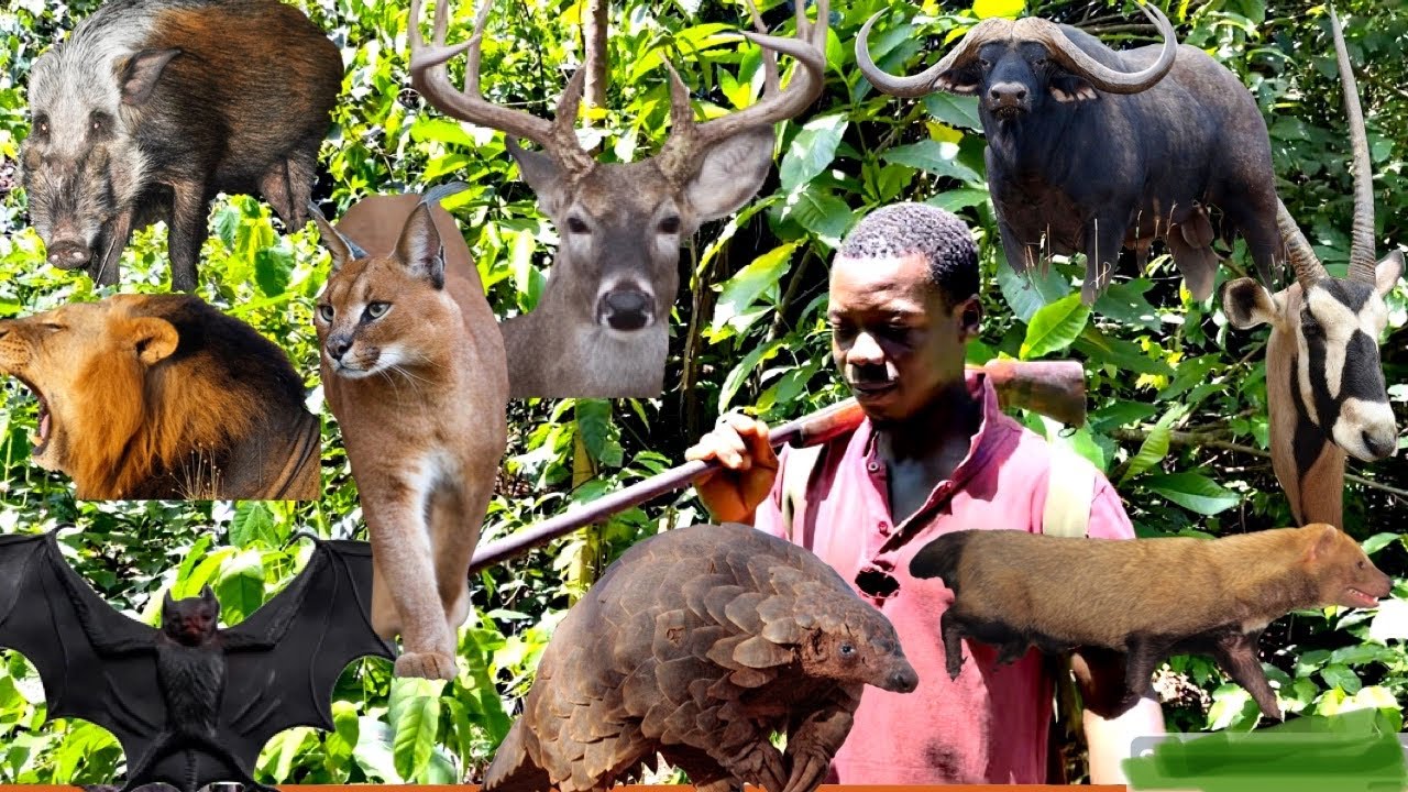Amazing!! Hunter Who Knows The Cry Of Every Forest Animals Narrates How He Communicates With Them