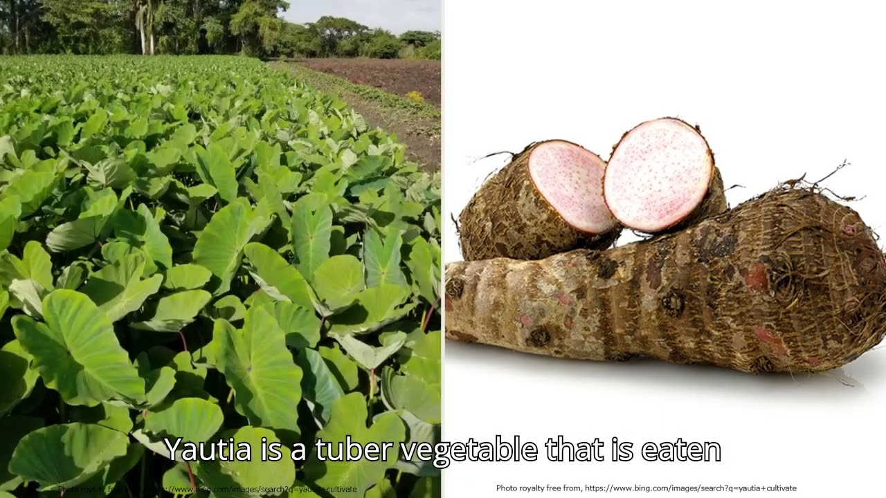 Rare crops, Yautia (Xanthosoma sagittifolium)