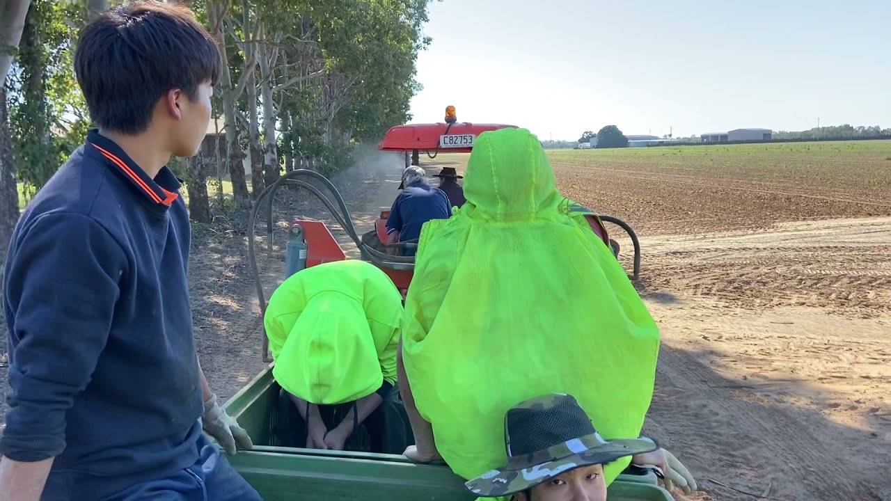 Capsicum farm in Bundaberg | Working Holiday Visa Australia