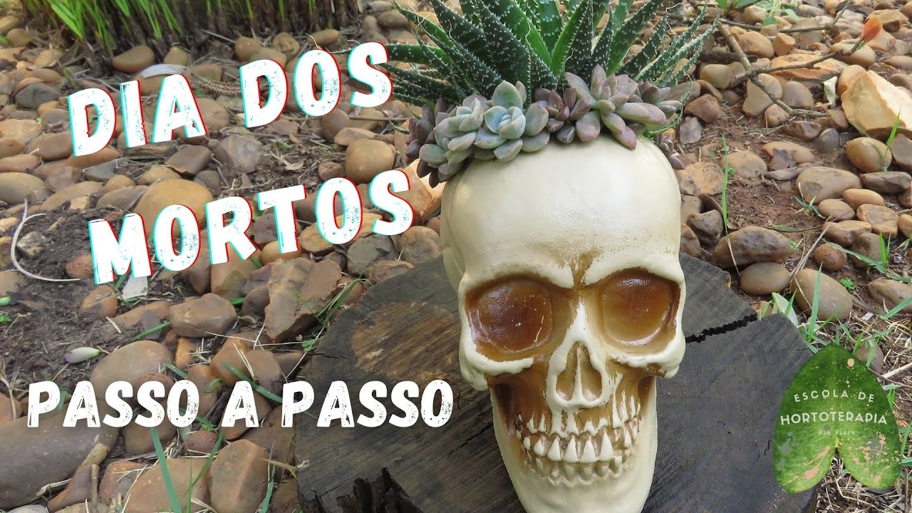 CAVEIRA COM SUCULENTAS
