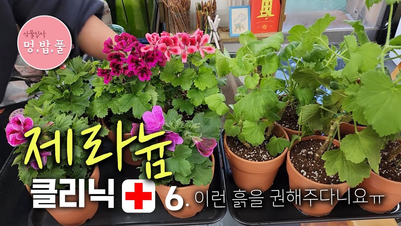 제라늄 클리닉6.잘못된 흙 