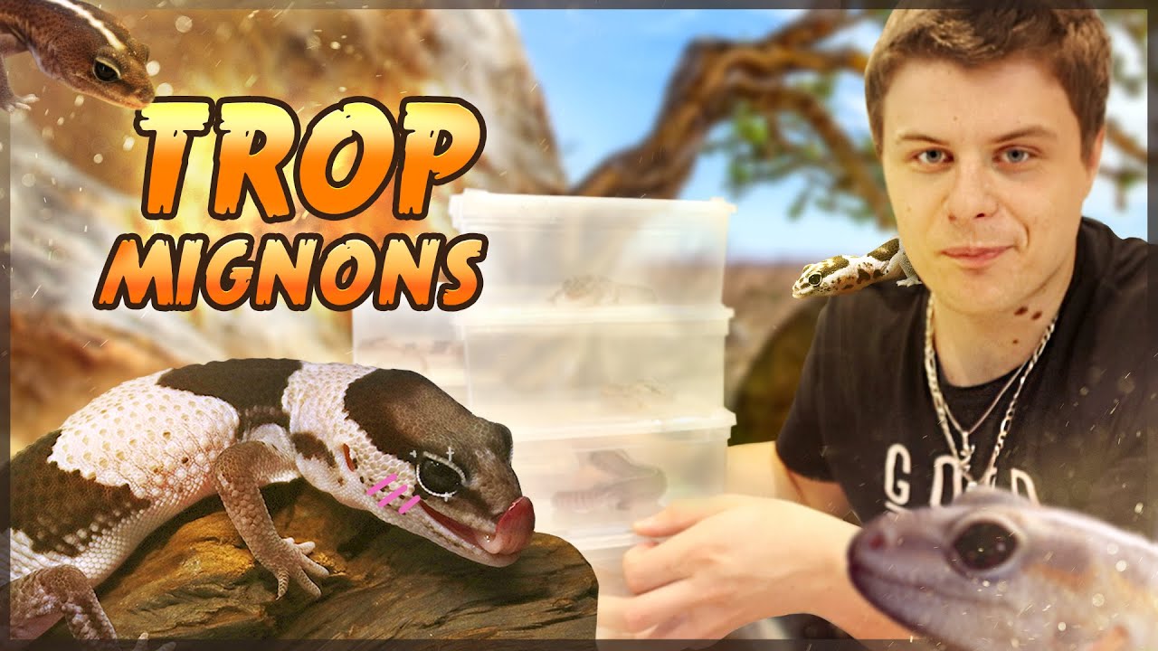 J'AI MIS 9 ANS A AVOIR CES GECKOS AFRICAINS, CERTAINS SONT INCROYABLES !