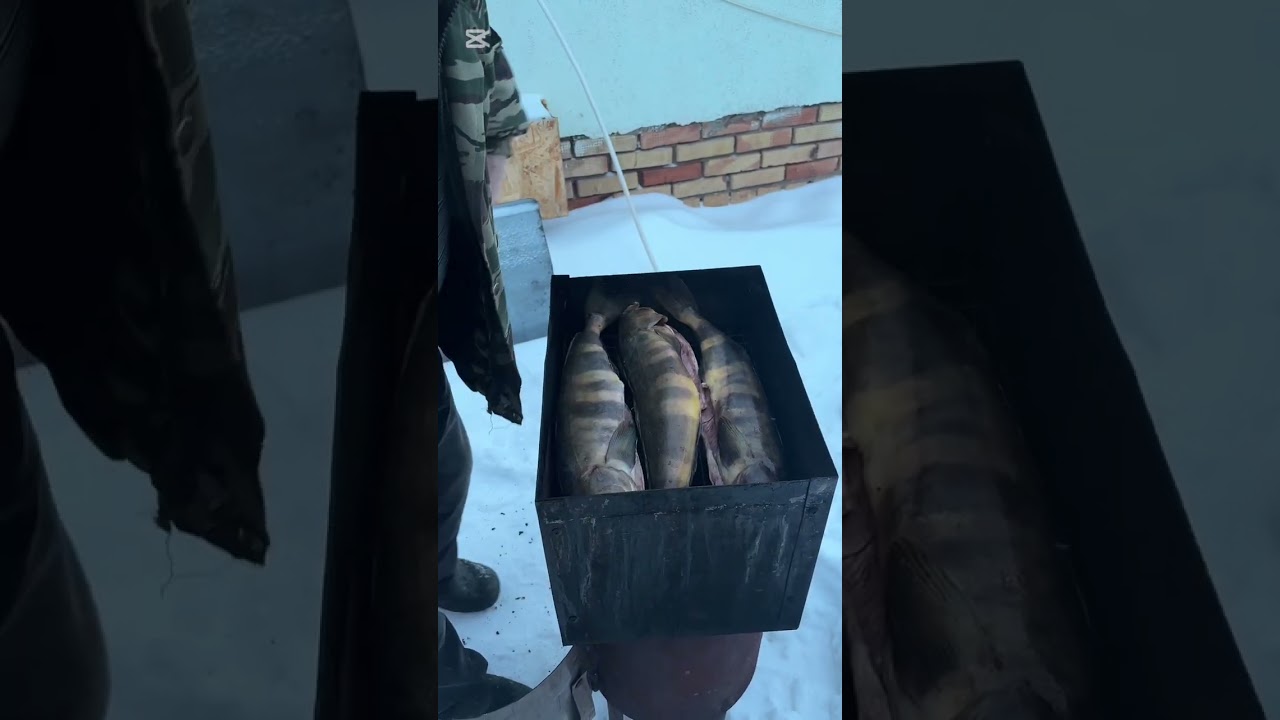 Рыба Терпуг горячего копчения