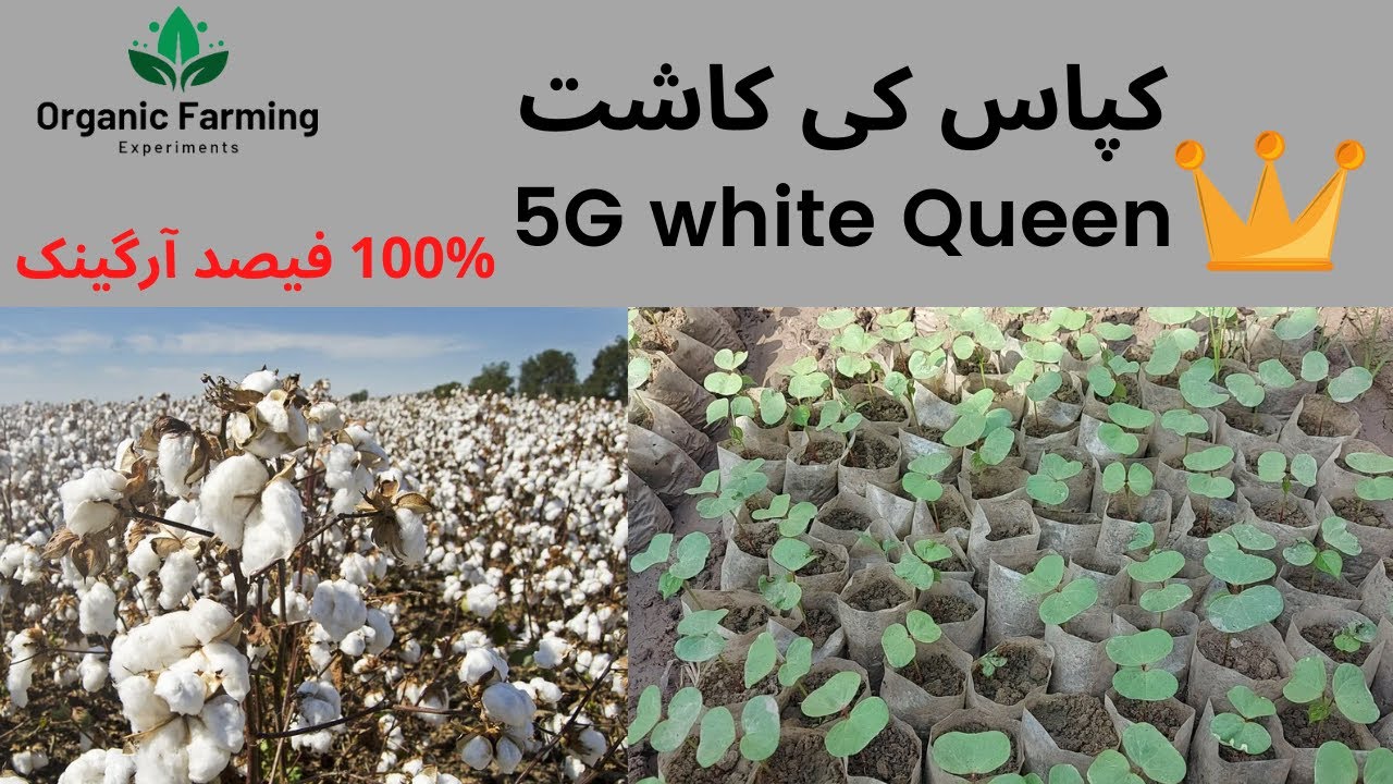Cotton farming | white queen 5g cotton seed | kapas ki kasht in pakistan | Urdu-Hindi