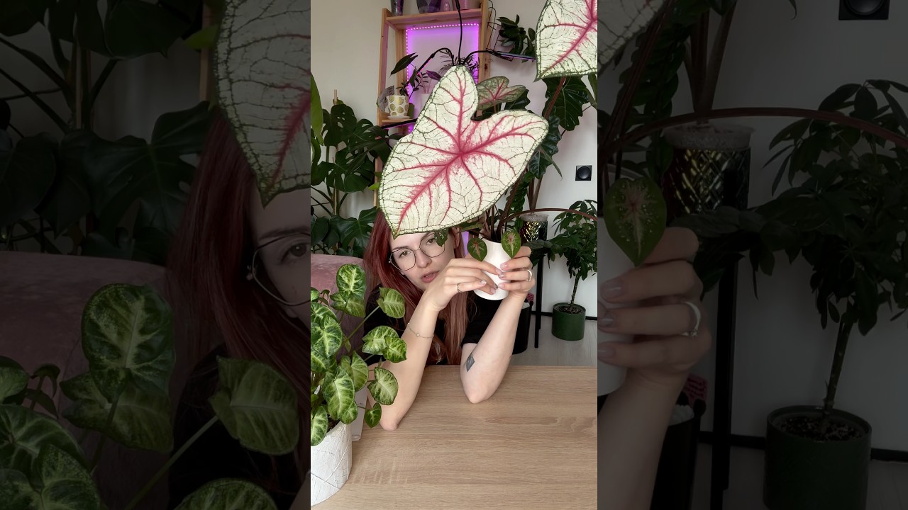 Все о каладиуме 🪴 #каладиум #обзоррастений #цветы #реанимациярастений #plants #caladium
