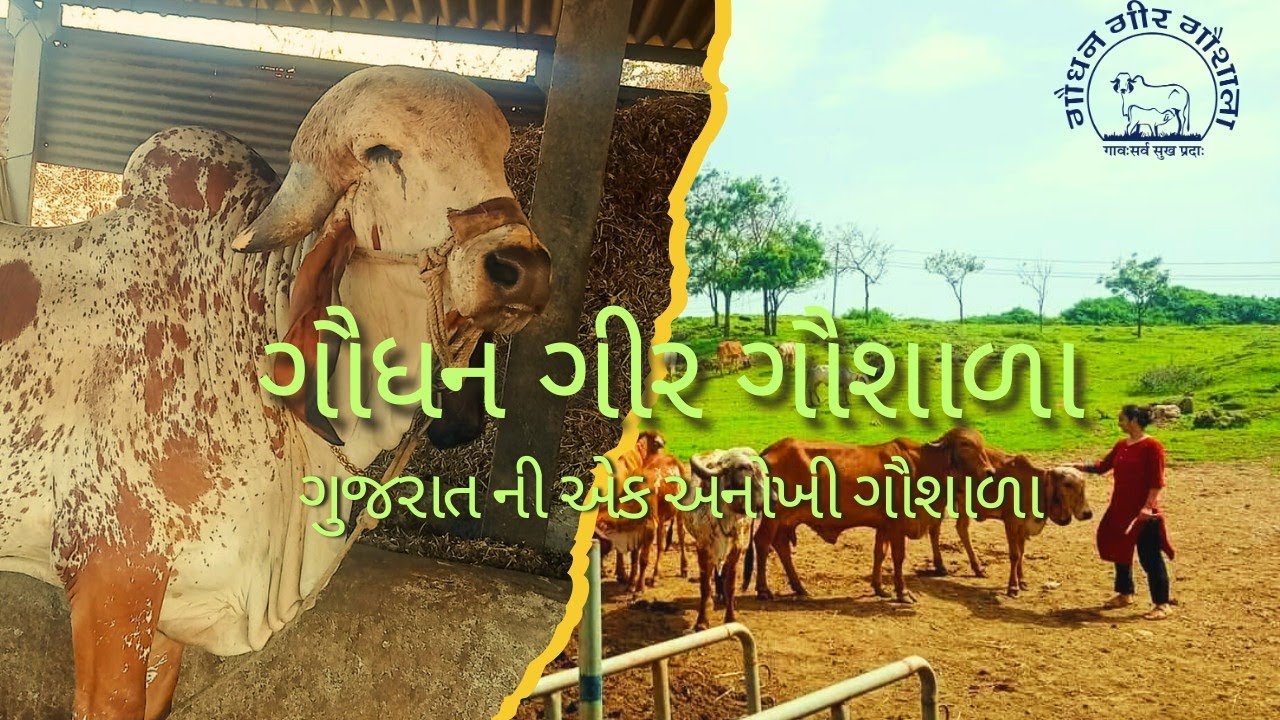 ગૌધન ગીર ગૌશાળા, ગુજરાત ની એક અનોખી ગીર ગાય ની ગૌશાળા..