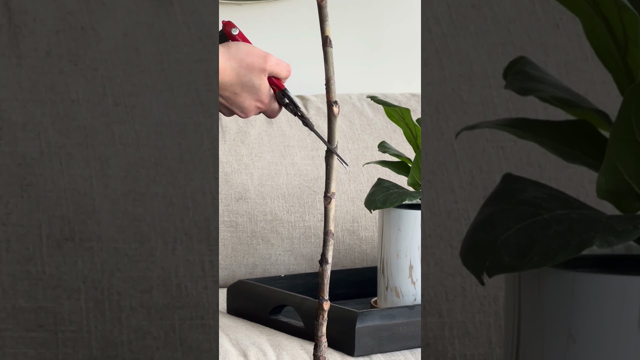 C&oacute;mo reproducir mi Ficus Lyrata planta de interior