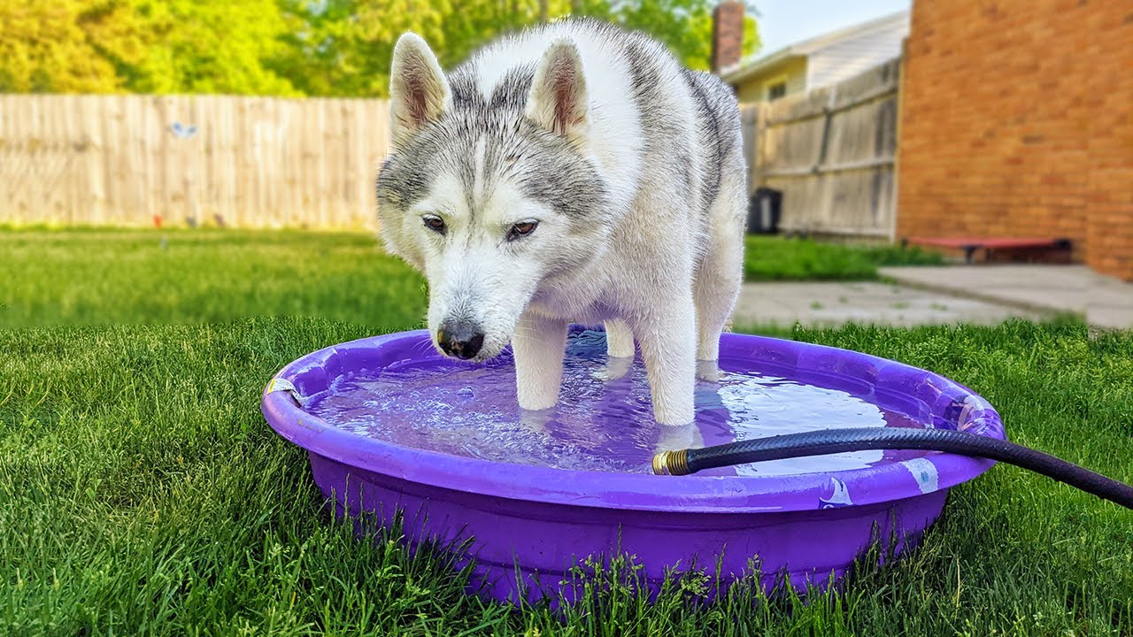 This Husky LOVES the Baby Pool!