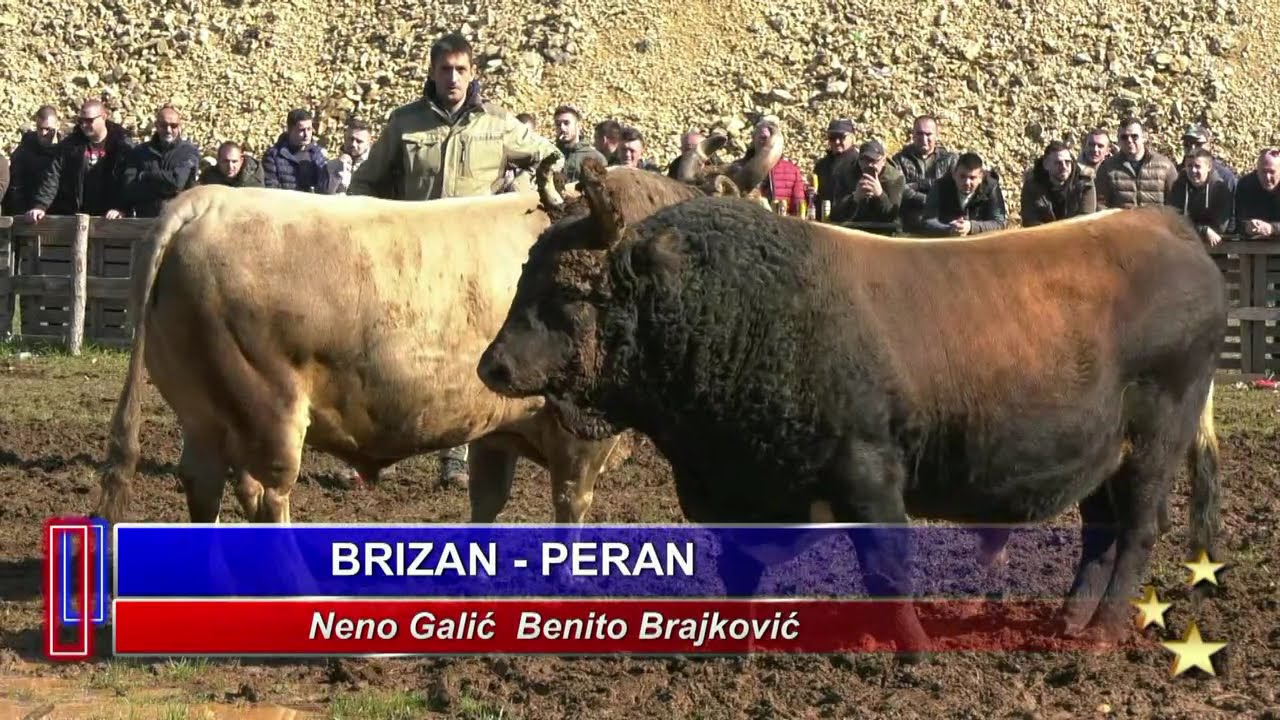BRIZAN NENE GALIĆA I PERAN BENITA BRAJKOVIĆA, BATIN POSUŠJE 2025