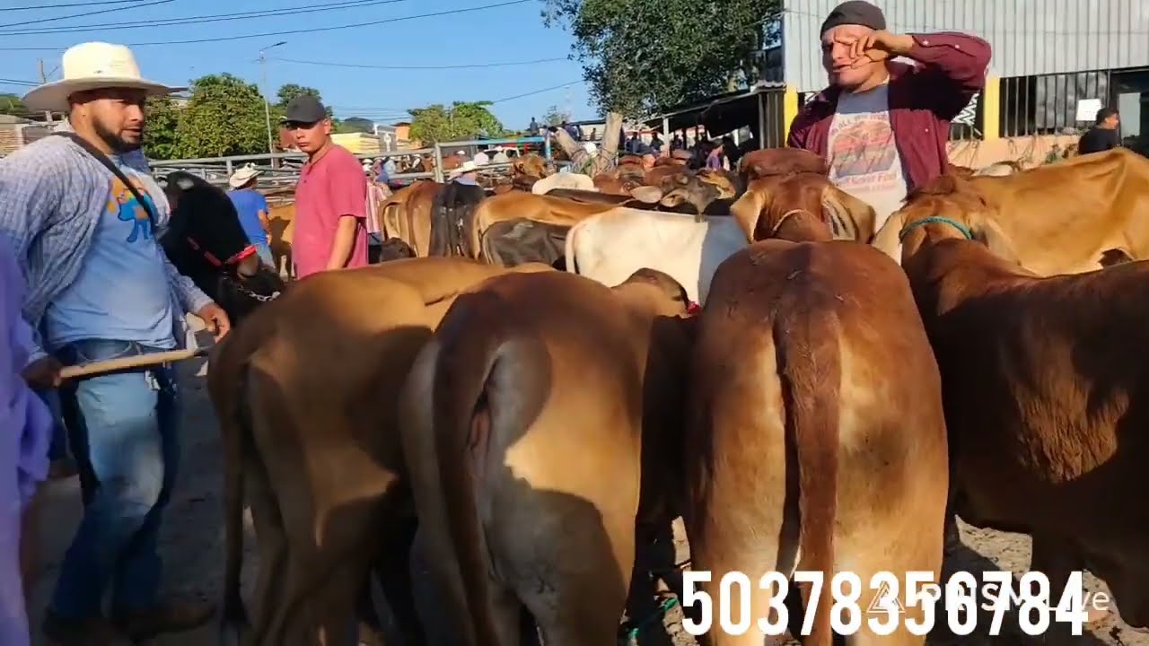 Tiangue San Rafael Cedros agostos 9 Del 2025