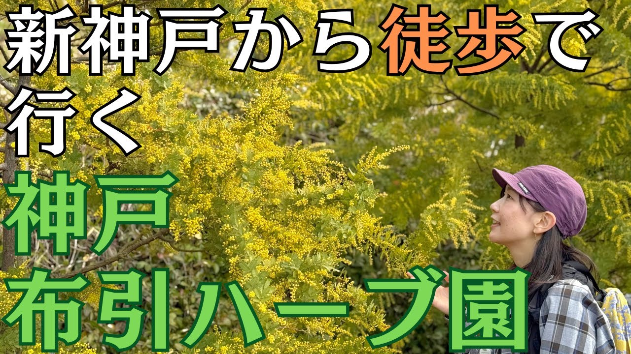 【摩耶山】200円で行ける‼️ 神戸布引ハーブ園