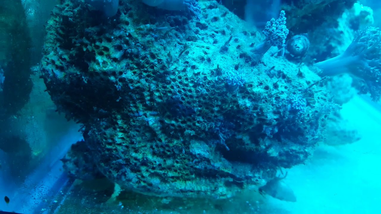 Vermetid Snail Infestation Part 2