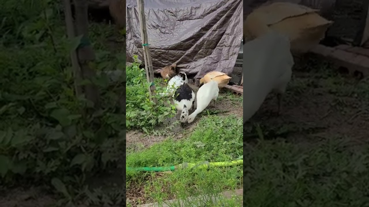 ducks go slurping mud