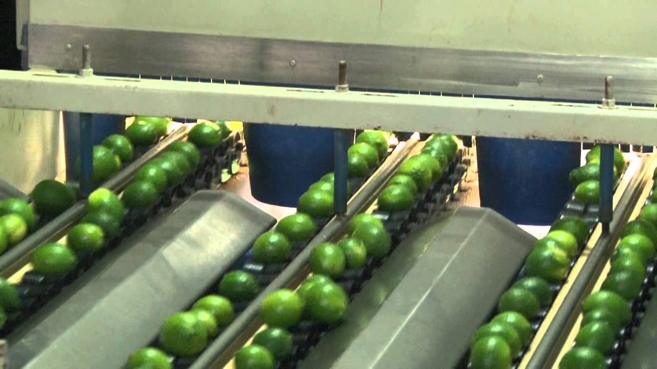 CIU - CLASIFICADORA DE LIMÓN