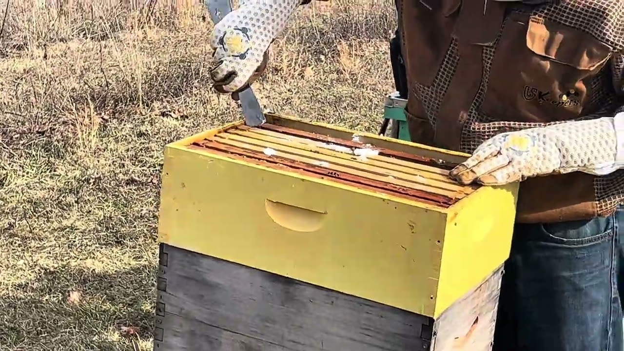 First hive inspection of 2026!!🐝