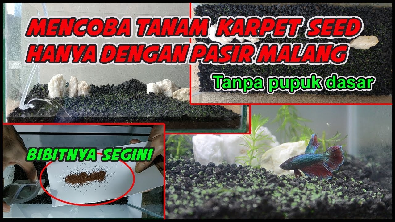 Tanam Karpet Seed Tanpa Pupuk Dasar - Time Lapse Aquascape