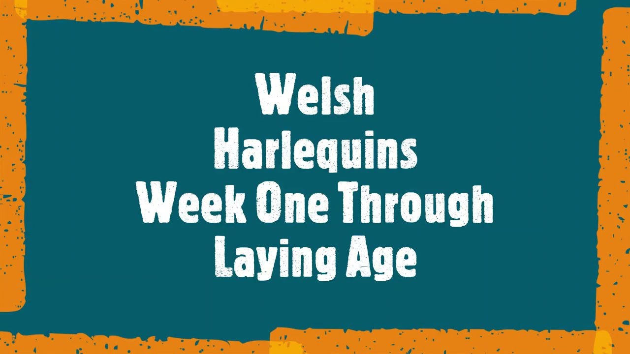 Welsh Harlequin Ducks Week One Through Laying Age (Visuals Only)