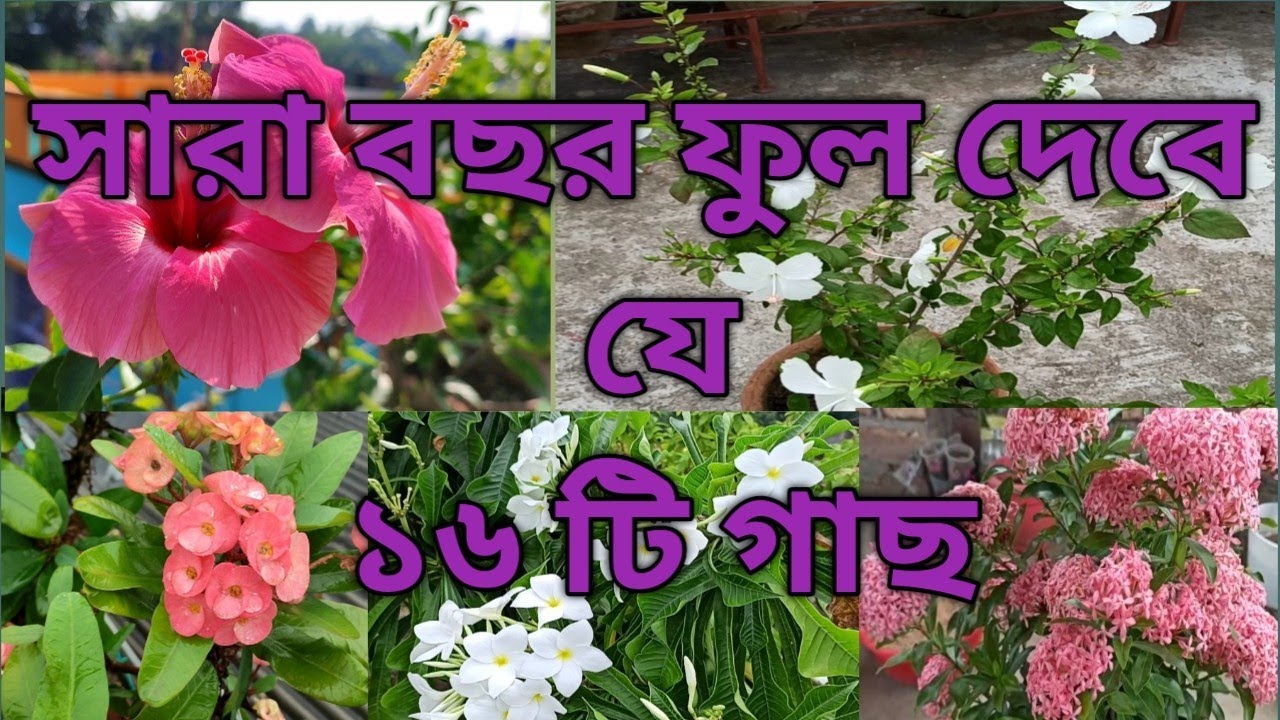 এই ১৬ টি গাছ সহজ পরিচর্যা সারা বছর ফুল দেবে। Top 16 permanent flowering  plant grow in summer.