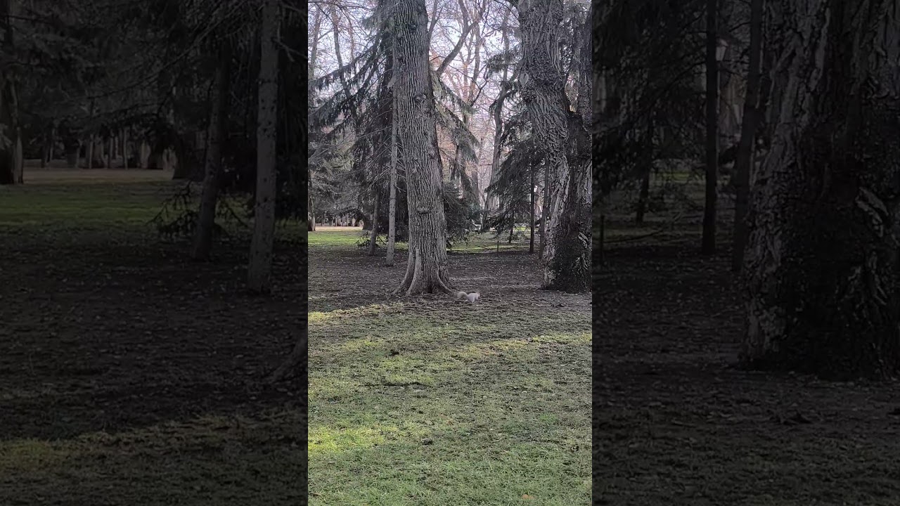Милая белочка в парке #shorts #squirrel #рек #top #cuteanimals