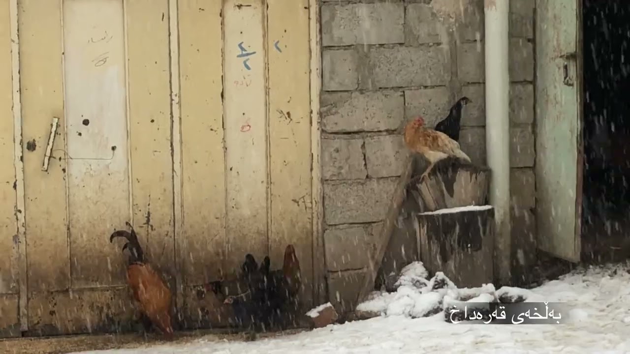 بەڵخەی قەرەداخ بەفربارین ٢٣-١-٢٠٢٦